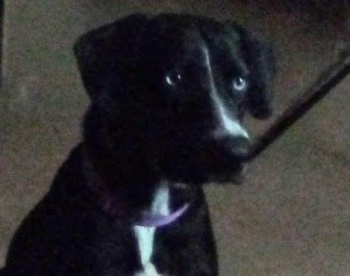 Beautiful Blue Eyes FREE TO GOOD HOME