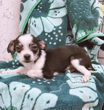 4months male chihuahuas