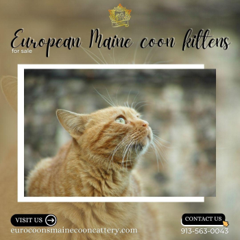 European Maine coon kittens for sale