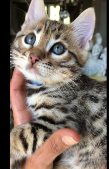BengalBabies.org has 2 new litters of Bengal kittens, that will be ready to go for Christmas babies. Don’t miss out, put your $200 deposits down now