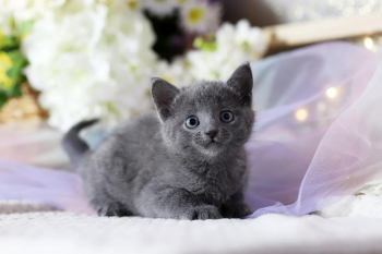 Russian blue kittens