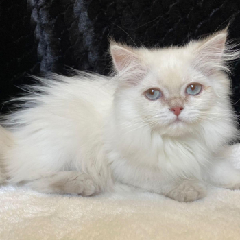 White British Longhair cat for Sale in Bangalore - Breed n Breeder