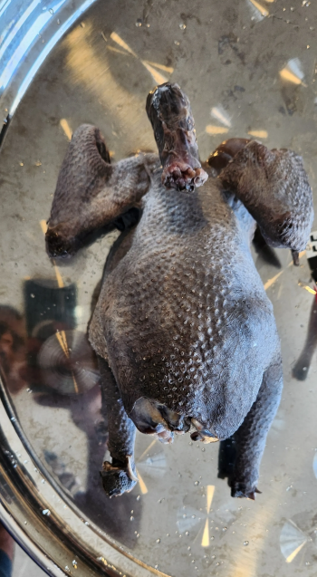 Gulf Cemani Chicken Farm
