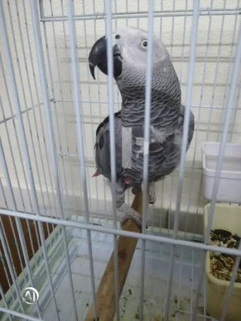 African grey parrot age 2.5 years old Gender Male