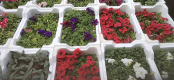 ابو يارا المزارع تنسيق حدائق