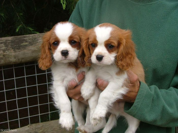 Cavalier King Charles Spaniel Puppies