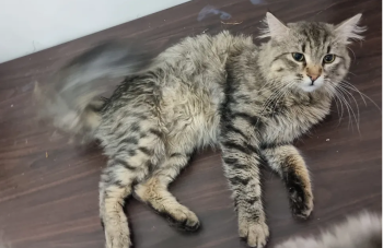 4 قطط (للتبني) إختر اللي تعجبك وأبشر في المدينة المنورة.