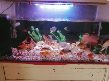 حوض سمك زينه