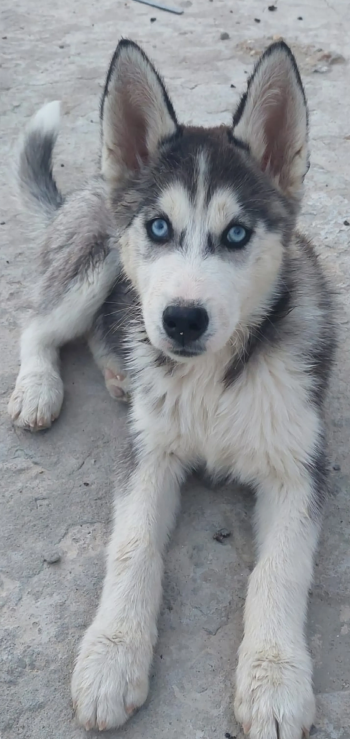 Ù‡Ø§Ø³ÙƒÙ‰ Ø³ÙŠØ¨ÙŠØ±Ù‰ Ø¨ÙŠÙˆØ± Ø­Ø§Ù„Ø© Ù†Ø§Ø¯Ø±Ø© Ù„Ù‡ÙˆØ§Ø© Ø§Ù„Ø³Ù„Ø§Ù„Ø§Øª Ø§Ù„Ù†Ù‚ÙŠØ© Ø§Ù„Ù„ÙˆÙ† Ø§Ù„Ø«Ù„Ø¬Ù‰ Ø§Ù„Ù†Ø§Ø¯Ø± Ø°ÙƒØ± ÙˆØ£Ù†Ø«Ù‰ Ø