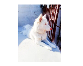 Russian dog original. . . (Female)