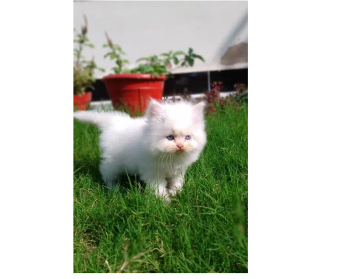 Premium Quality kittens and grooming boarding services