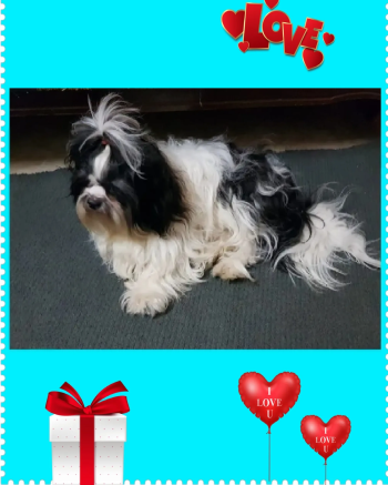 متاح الآن أحلا دكر شيتزو shitzu بيور البيوررر مواصفات عالي جدا...