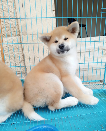 Jepanese Akita