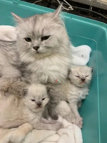 قطط للبيع/Cats for Sale