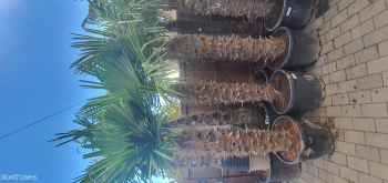 8ft Trachycarpus fan Palms. UK Wide Delivery Available. Hardy to 15c