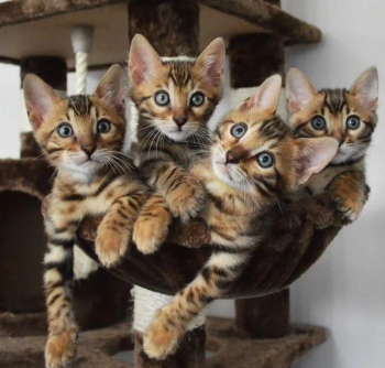 ok Bengal kittens