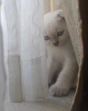 White Blue Point Scottish fold
