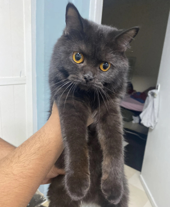 قطه سكوتشي فولد ستريت للتبني