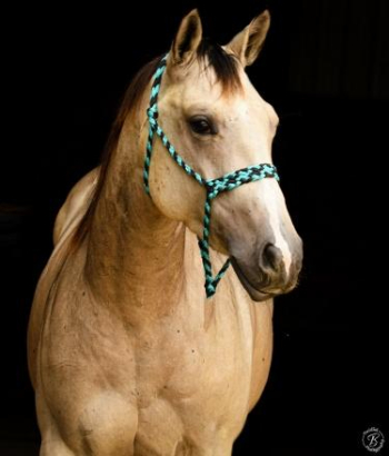 Well Bred, Well Broke Buckskin 14.2hh Mare in foal to Grullo AQHA