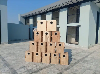 cage breeding box parrot pigeon hen all available