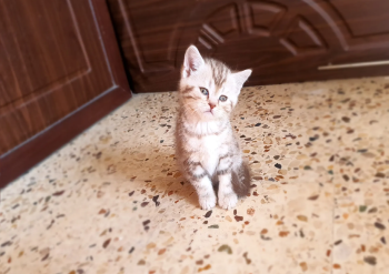 سكوتش فولد و في سكوتش ستريت