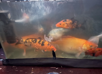 اسماك امهات فانتيل وكوي