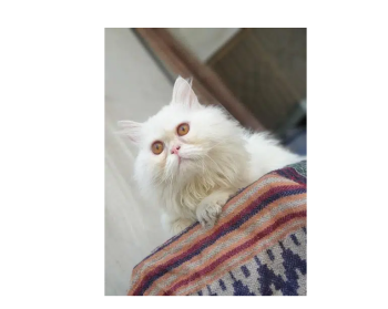 Persian male cat