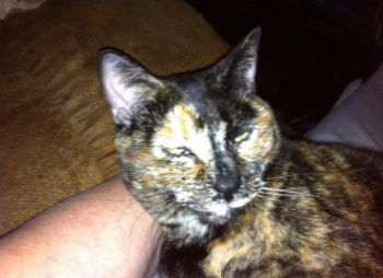 Cats for sale in Bassett, Texas