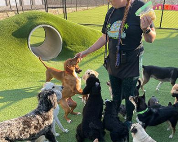 Day Care Delight: Pamper Your Pets at Paw Oasis Pet Resort