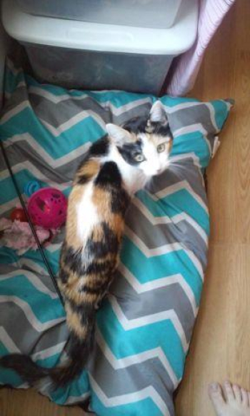 BEAUTIFUL CALICO CAT for sale in Troy, Illinois