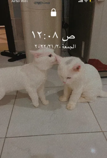 قطط للبيع بسعر 400