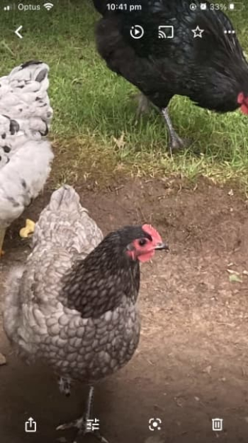 Fertile Australorp eggs