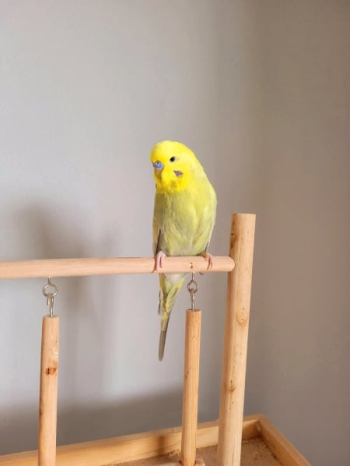 Young Male budgie FREE to good home