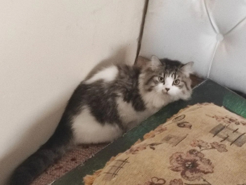 قطط شيرازي نظيفة ذكر وأنثى سبق لهم الانجاب أكثر من مرة