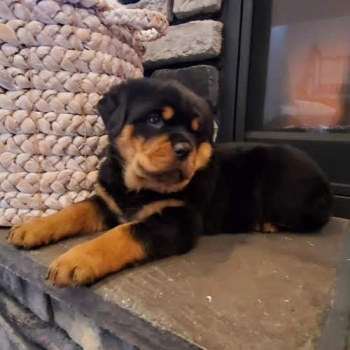 cheery German rottweiler puppies for good homes