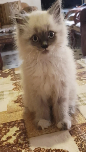 hamlyan kitten