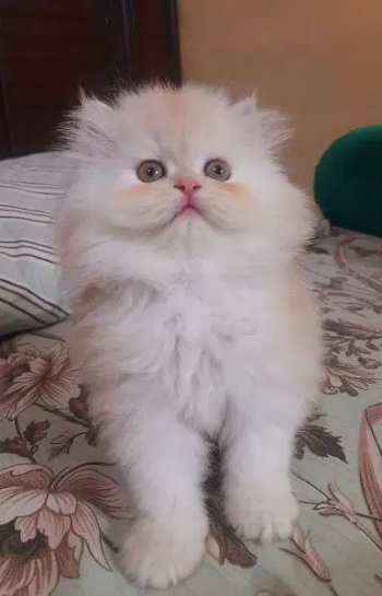 Persian cat/pike face kittens/triple coated/Persian kittens