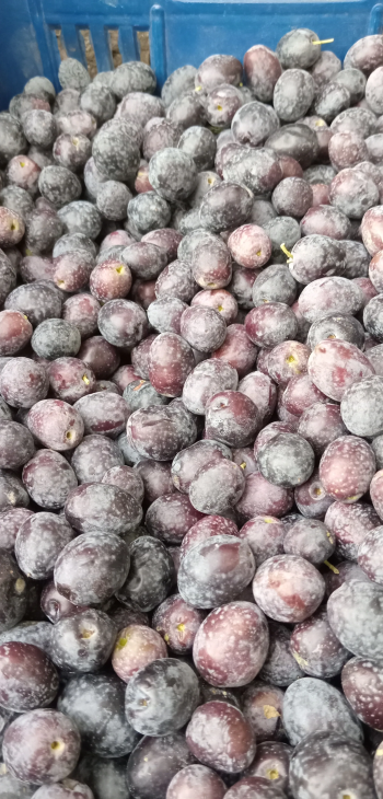 زيت و زيتون بلدي للبيع مميز