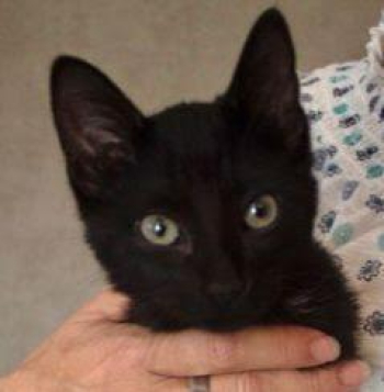 Meet Onyx. Gorgeous Black and White Female