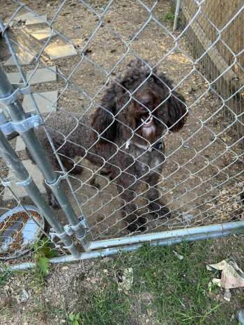 AKC standard chocolate poodle