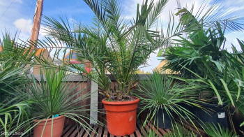 Mature Phoenix Canary Palm Trees 5ft. Delivery Available. Garden Feature Tree.