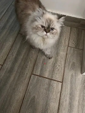 Himalayan punch face cat