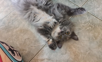 قطة وقطة شيرازي