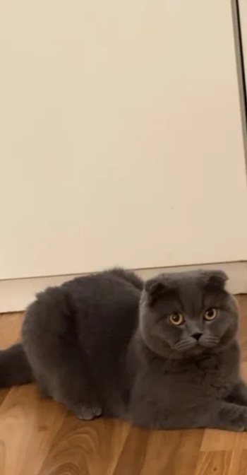 سكوتش فولد بلو بيور