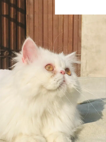 nea to peki piki male cat trim male