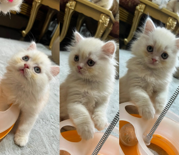 للبيع قطط شيرازي مون فيس