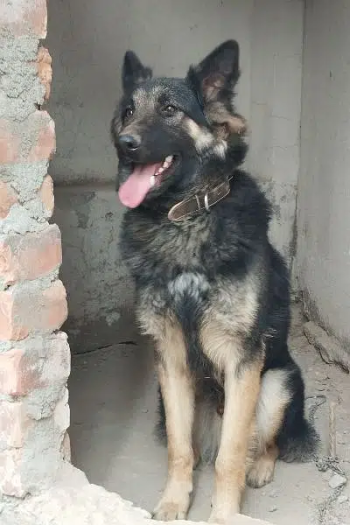 German Shepherd male for sale