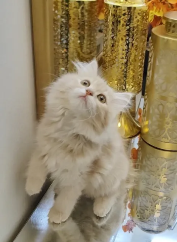 قطة صغيرة مع التوصيل