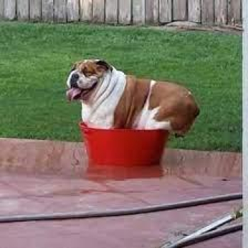 Save Money on Vet Bills!