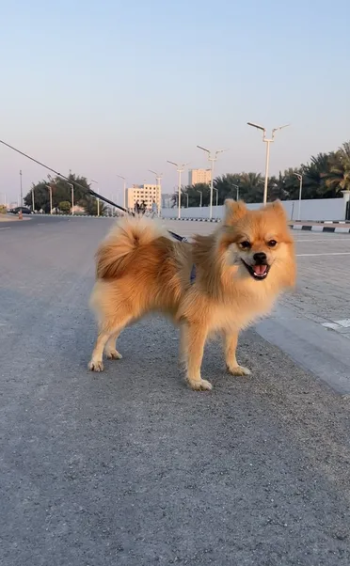 ذكر بوميرينين Male Pomeranian